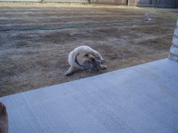 Chewing, what he does best