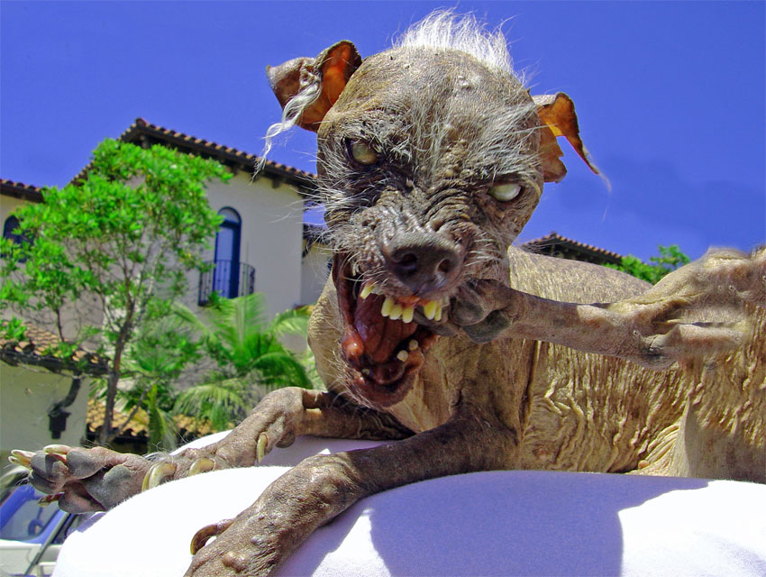 dogy5mx.jpg